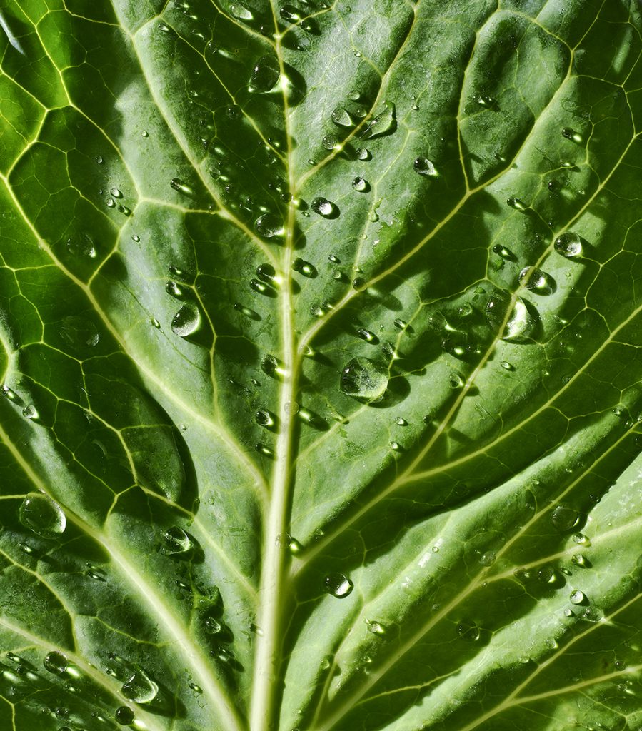 About us, our values in images - Cabagge leaf with drops, a close up look