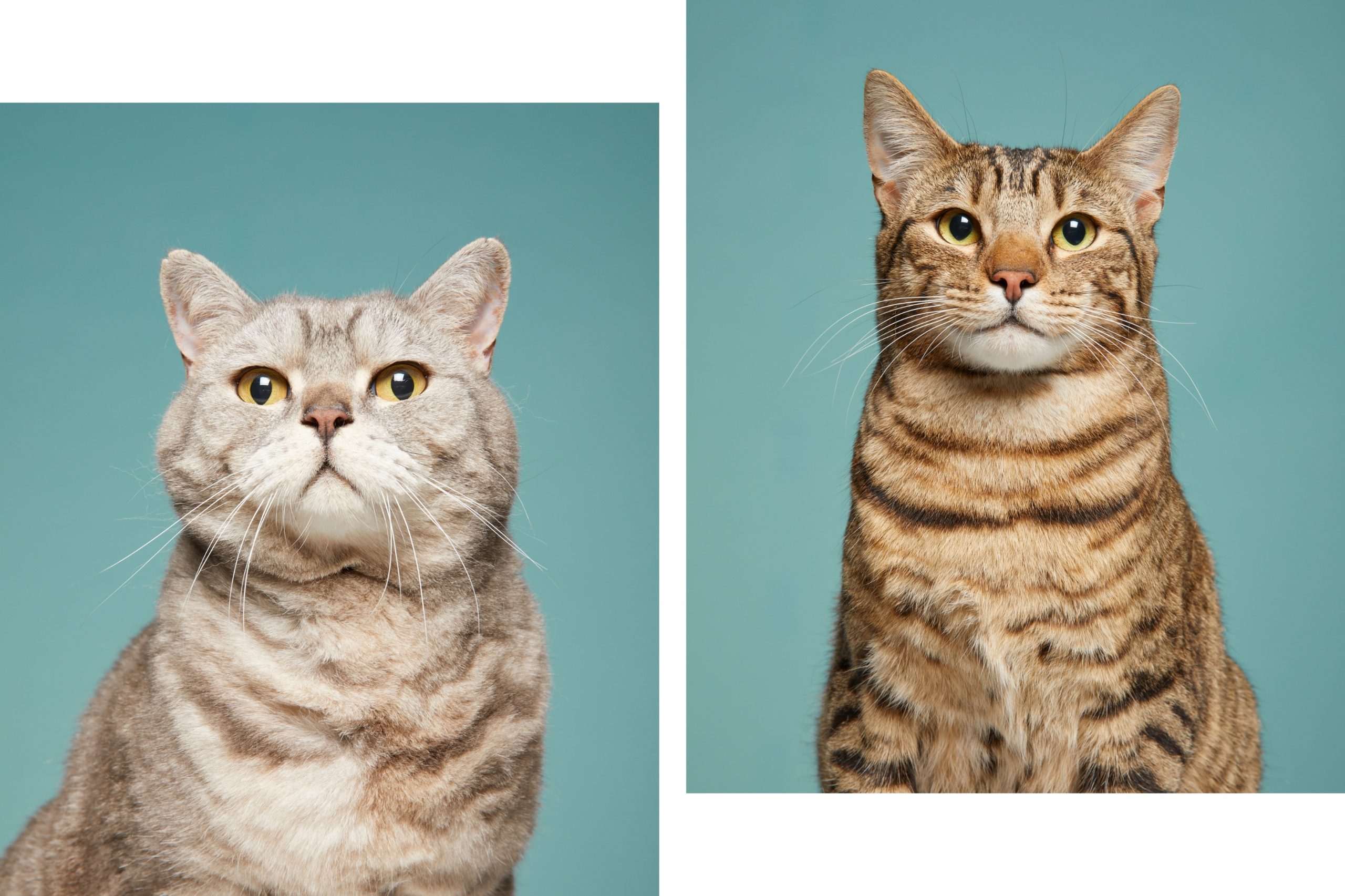 Two cats portrait style